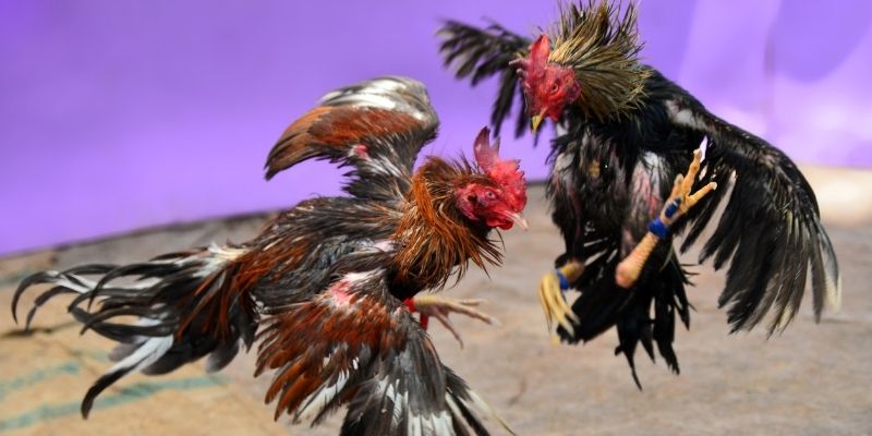 xx 88 KM Game Bài 3d