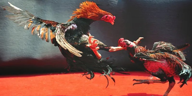 xx 88 bắn cá h5 chơi ngay