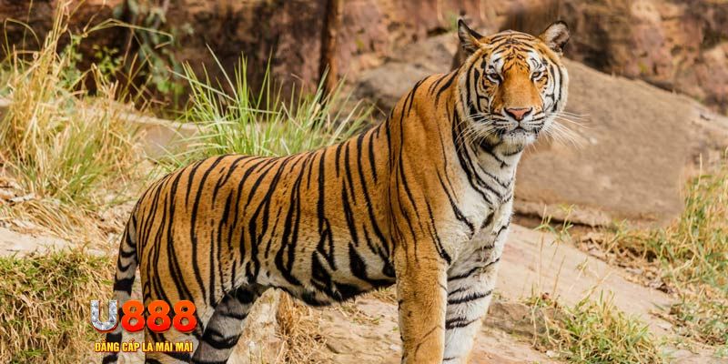 xx 88 game nổ hủ máy bay