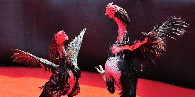 xx 88 thị trường baccarat là gì