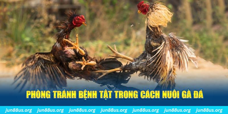 xx 88 đăng nhập phỏm online