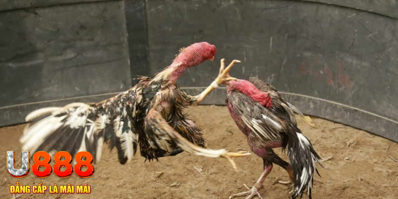 xx 88 đăng nhập tiến lên miền nam số 1